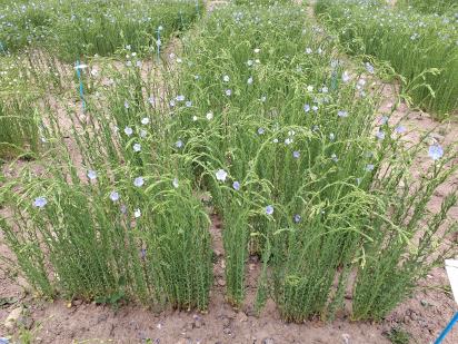 Click for 1 image(s) for this accession.